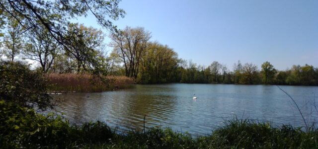 Polanské rybníky jako součást CHKO Poodří v Polance nad Odrou na levém břehu řeky Odry se skládají z dvanácti rybníků rozdělených železniční tratí lemovanou potokem Mlýnka jsou ve správě Povodí [&hellip;]